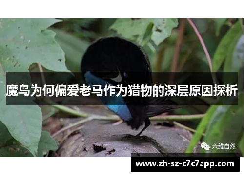 魔鸟为何偏爱老马作为猎物的深层原因探析 魔鸟为何偏爱老马作为猎物的深层原因探析